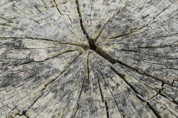 Vieille texture de souche d'arbre — Photo