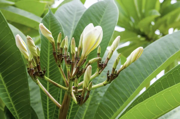 Plumeria blanca — Stockfoto