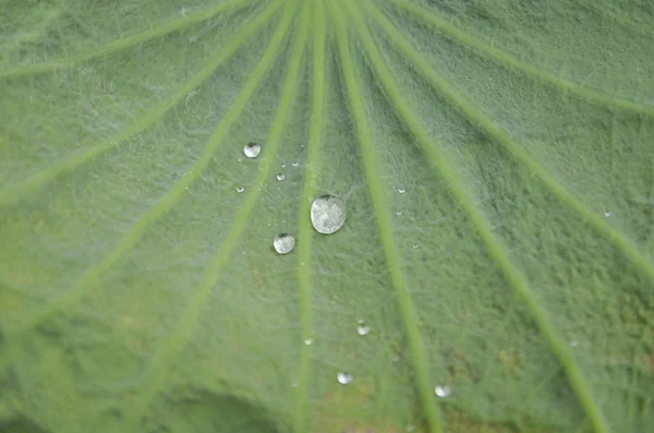 Des gouttes d'eau sur une feuille de lotus — Photo
