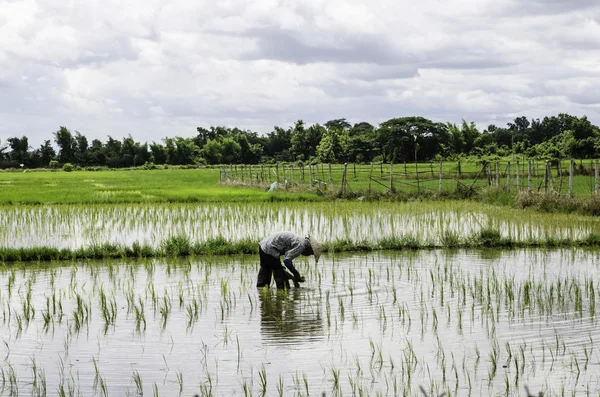 Wśród rolników ryżu w Tajlandii — Zdjęcie stockowe