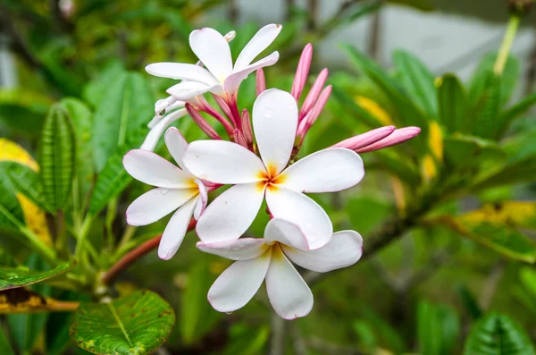 Beyaz plumeria