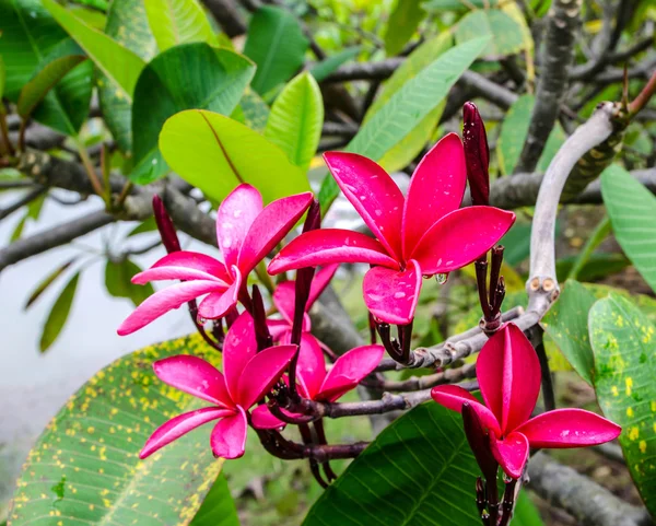 Red plumeria — Stock Photo, Image