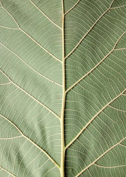 Pattern of green leaf — Stock Photo, Image