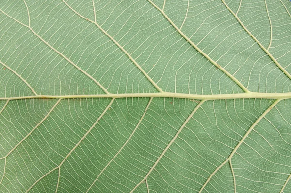 Pattern of green leaf — Stock Photo, Image