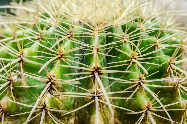 Gros plan texturé de cactus — Photo