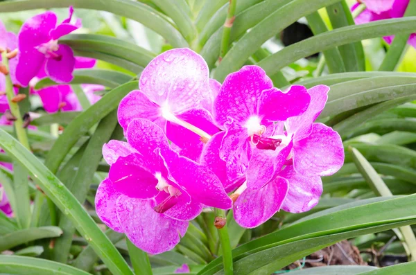 Hermosas orquídeas —  Fotos de Stock
