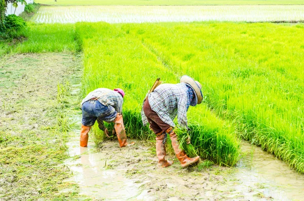 在水稻的农民中间 — 图库照片