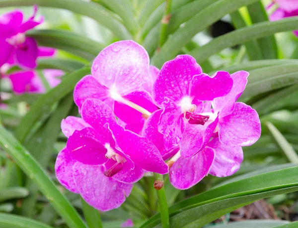Flores coloridas de orquídeas — Fotografia de Stock