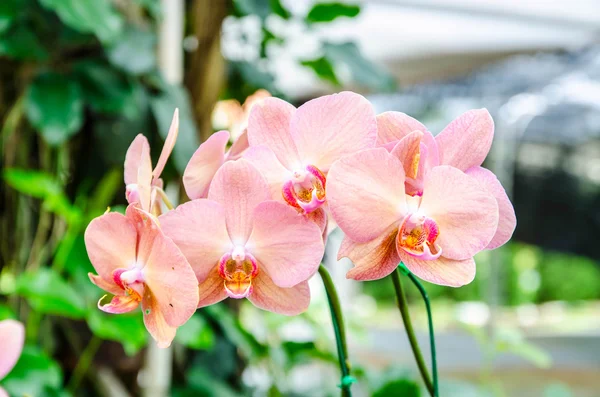 Beautiful pink orchid flowers Royalty Free Stock Photos