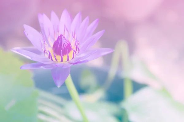 Krásné lotus nebo leknín s barevné filtry — Stock fotografie