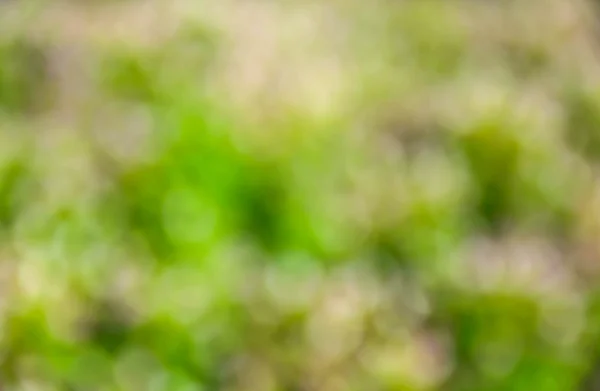 Hermoso fondo bokeh verde . —  Fotos de Stock