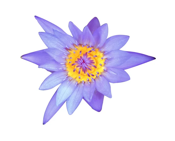 Blå lotus på vit bakgrund — Stockfoto