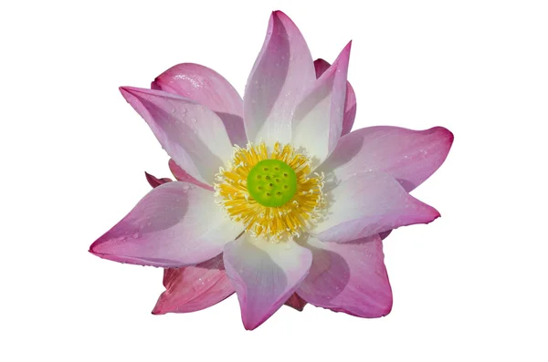 Bunga bakung merah muda dengan latar belakang putih yang terisolasi — Stok Foto