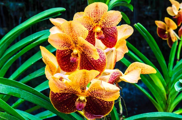 Flores coloridas de la orquídea en día brillante del verano —  Fotos de Stock