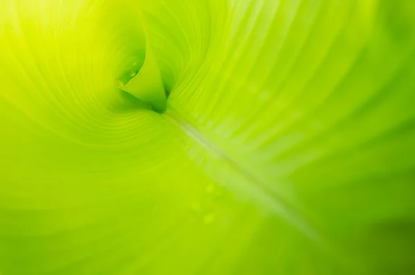 Patrón en hojas de plátano — Foto de Stock