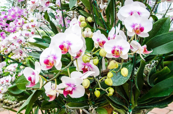 Flores de orquídea blanca —  Fotos de Stock