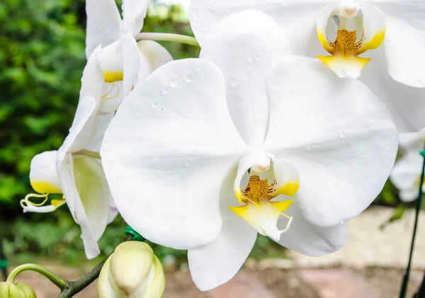 Flores de orquídea blanca —  Fotos de Stock