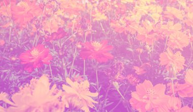 Güzel çiçek renk filtreli