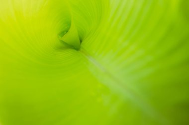 muz yaprağı deseni