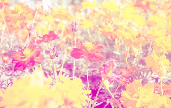 Красивый цветок с цветным фильтром — стоковое фото