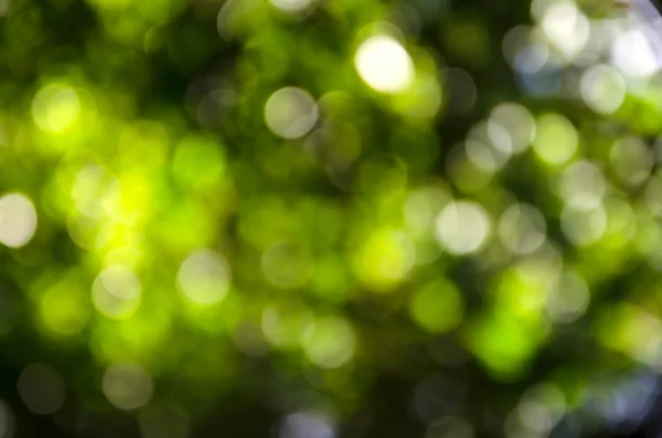 Hermoso fondo bokeh verde . —  Fotos de Stock