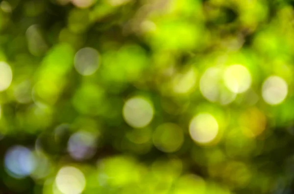 Beautiful green bokeh background. — Stock Photo, Image