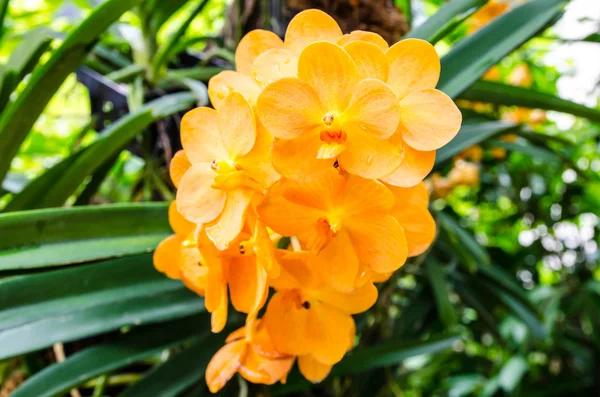 Kleurrijke orchidee bloemen op heldere zomerdag — Stockfoto