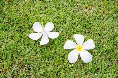 Plumeria yeşil çimenlerin üzerinde.