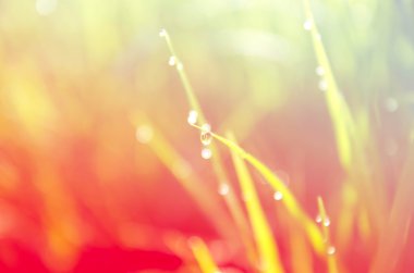 Renk filtreli çimenlerin üzerinde çiy damlaları