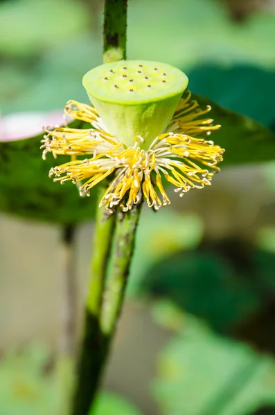 De bloeiende lotus blijven gewoon een kelk verwelken . — Stockfoto