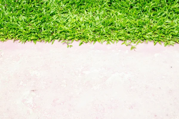 Paving and lawn. — Stock Photo, Image