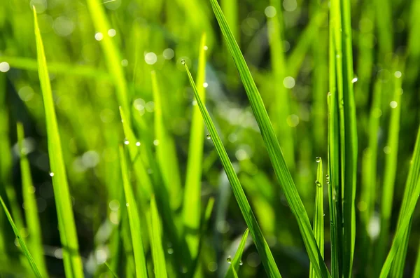 Çimlerin üzerindeki çiy damlaları