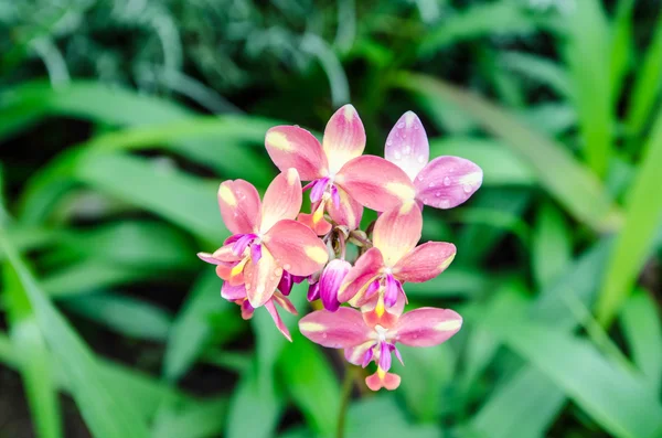 Hermosa orquídea rosa —  Fotos de Stock