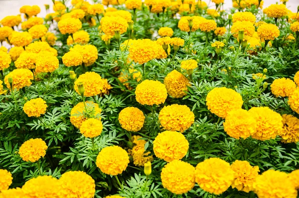 Güzel marigold sarı