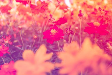 Güzel çiçek renk filtreli