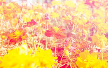 Güzel çiçek renk filtreli