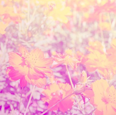 Güzel çiçek renk filtreli