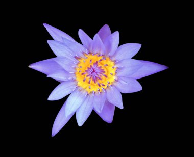 Güzel nilüfer izole siyah arka plan