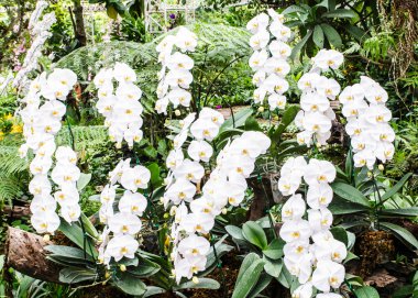 Güzel beyaz Orkide Bahçe arka planda