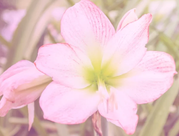 Amarilis (Hipperastrum) flores con filtro de color —  Fotos de Stock