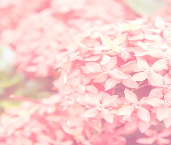 Hermosa flor con filtro de color —  Fotos de Stock