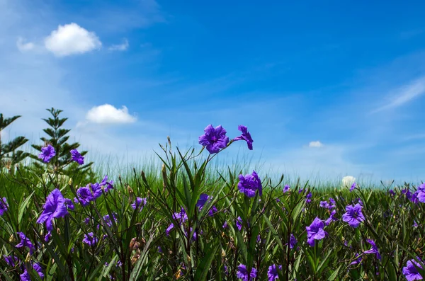 Mavi gökyüzü güzel çiçekler