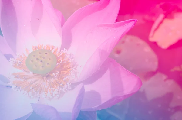 Krásné aplikace lotus s barevným filtrem — Stock fotografie