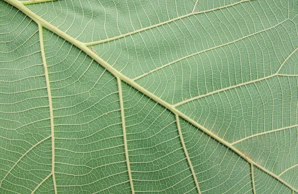Pattern of green leaf for background and texture — Stock Photo, Image