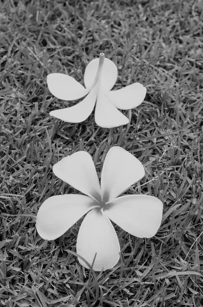 잔디 검은색과 흰색 배경에 Plumeria — 스톡 사진