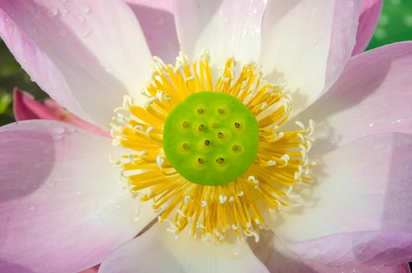 The beauty of the pink lotus in pond — Stock Photo, Image
