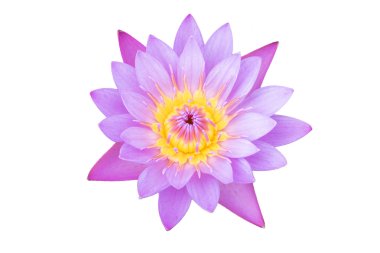 Beyaz arka plan üzerinde renkli pembe su lilly