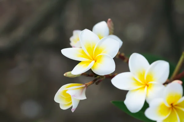 White and yellow plumeria frangipani flowers with leaves — Stock Photo, Image