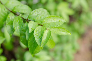 damla su yaprak yeşil