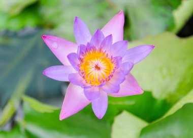 Lotus çiçeği ve lotus çiçek bitki